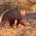 Aardvark Investor (@investing2win) Twitter profile photo Aardvark Investor (@investing2win) Twitter profile photo