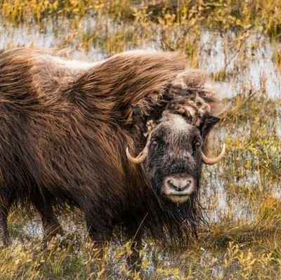 mztsla's profile picture. Here to fight $tsla (2018-2020) and #china (2020-) disinfo