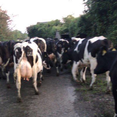 Part of Dairygold teagasc joint program heavy soils and fragmented land and AI tech with Munster AI,grassland farmer of the year 2020 heavy soils