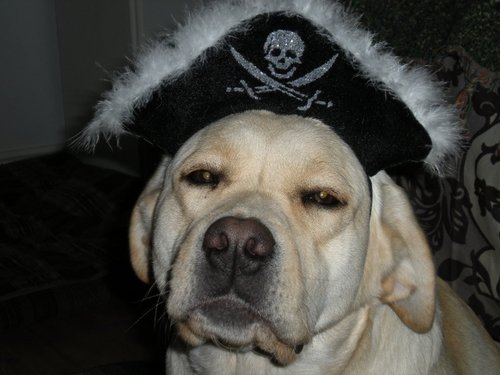 Piratelabradors Profile Picture