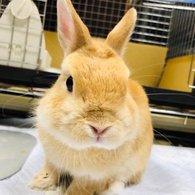 tora76730618's profile picture. 昨年実績は①クラシックコンサート173回、②映画64本、③読書100冊。今年の目標は①②③合計で365。Ｎ響、読響、新日本フィル、都響、東響、東京フィル、東京シティフィル、新国立オペラの定期会員。