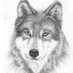greywolf (@TRTLgreywolf) Twitter profile photo
