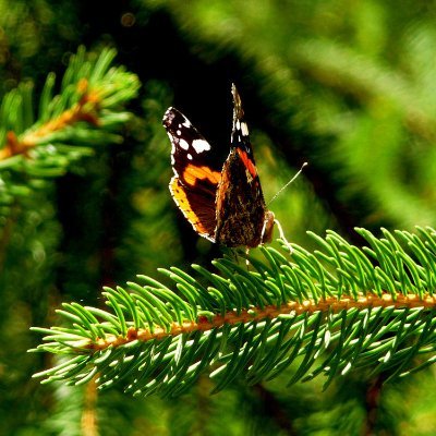 Por un medio ambiente sano; el derecho a la preservación y protección de la naturaleza; y el reconocimiento de los animales como seres sintientes.