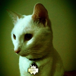 oriGINNality's profile picture. Superkitteh. Follow me, Ginn ish promish no scratch chiu =^.^=
