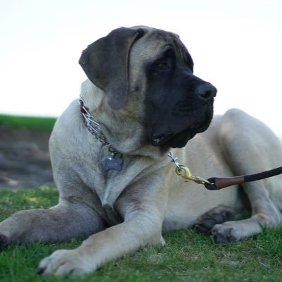 Mother, wife, ER RN and I have an English Mastiff pup!