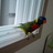 venuscho's profile image