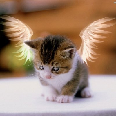 EosEosio8's profile picture. 