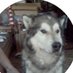 Spirit Animal (@spiritanimalnc) Twitter profile photo Spirit Animal (@spiritanimalnc) Twitter profile photo