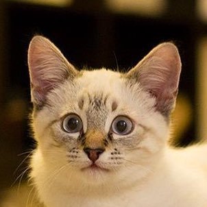 Front-end dev @Stanford | Ex-astronomer | STEM, Design, Futurology, Toys, 🐱 | #Crypto | Tweets are my own