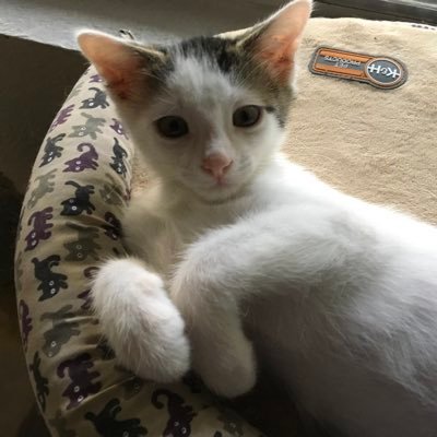 chicksmcbookish's profile picture. Stuff, ya know.