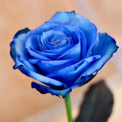 blue_love_xoxo's profile picture. 