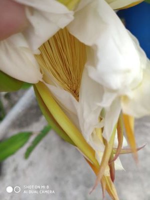 shabiyihao2's profile picture. holly