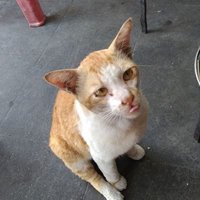 アジアねこ散歩 (@nekosanpoch) 's Twitter Profile Photo アジアねこ散歩 (@nekosanpoch) 's Twitter Profile Photo