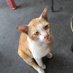 アジアねこ散歩 (@nekosanpoch) Twitter profile photo アジアねこ散歩 (@nekosanpoch) Twitter profile photo
