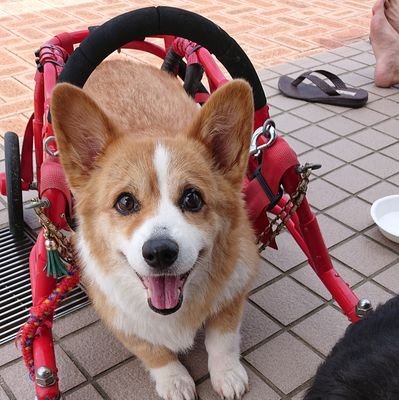 alice_forever87's profile picture. 初代コーギーそら♂(2002･4･18～2014･2･7)🌈

2代目コーギーLove♀(2003･1･23～2008･9･23)🌈

3代目コーギーありす♀(2008･8･7～2020･8･31)🌈
DM闘病生活3年
応援ありがとうございました🐶💭

4代目チワワチロル♂10歳

5代目保護猫 みぃ♀2歳