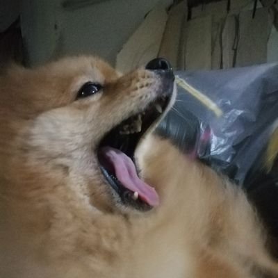 net742's profile picture.