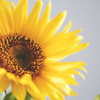 SUNSHINE (@sunshinebee0) 's Twitter Profile
