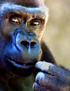 News and opinions on global Primate Studies