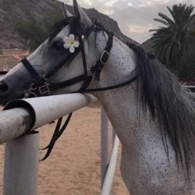 حاجتي الوحيده بهالدنيا أكون حاجه حلوه مرت على قلب كل إنسان سواءً ظل معي او ابتعد عني حاجتي أكون شيء مع مرور الأيام ينذكر بالخير .