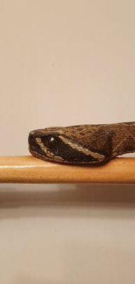 MarcPoolman's profile picture. Wood carver specialising in custom walking sticks and bespoke wood carvings.