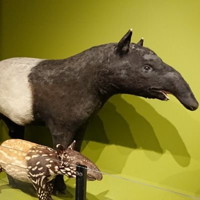 maakoa3's profile picture. 生き物大好き
南の島在住
ツイッターって便利🐛💃💖👯‍♂️