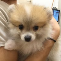 ポメラニアンこたろう (@coequarfvtwpskf) 's Twitter Profile Photo