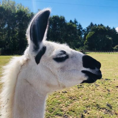 birdman_sinobu's profile picture. KIT -wings 翼班20代&全体設計(先尾翼機)