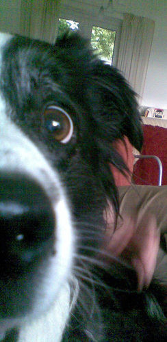 shanklyboys's profile picture. only here for a while…