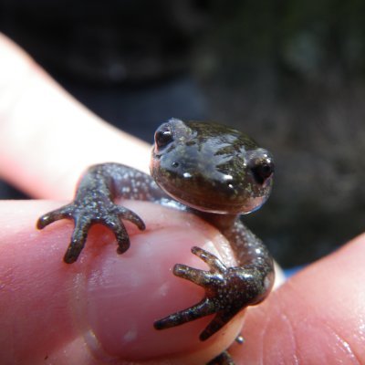 evolutionary ecologist, catcher of amphibians, recent long-distance migrant to Alberta and back again, wanderer of distant lands, 