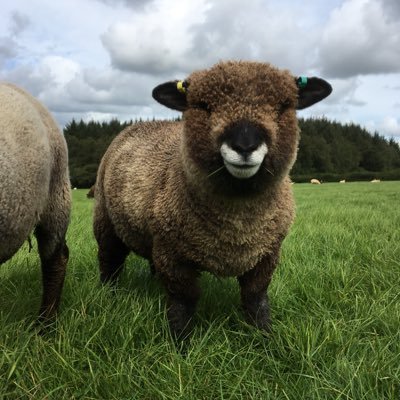 We're Ian & Gillian Dixon, working a traditional mixed farm in Devon; we rear native breeds of sheep, cattle, pigs & poultry & run intro courses 4 smallholders