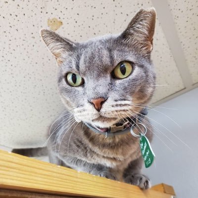 I am a formerly-homeless cat who learned the follow-like-a-dog secret for adopting a family. Now I've got a sweet deal! (PS: And am a proud Democat!)