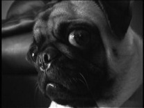 MyPugMax's profile picture. I'm a good pug, but smell sometimes cause of the ravioli I eat.