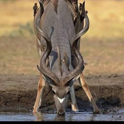 NAZIRUL51939409's profile picture. 