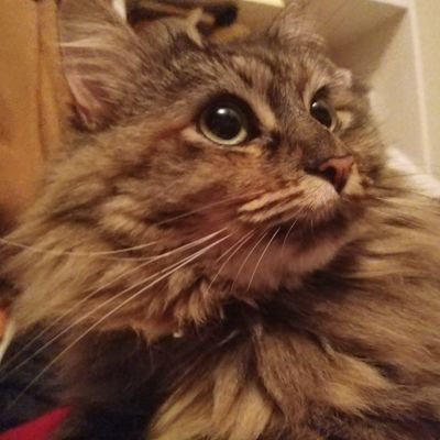 Izusketchesさんのプロフィール画像