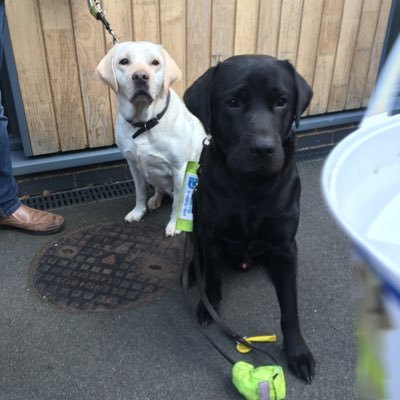 volunteer for guide dogs and a stud dog holder of a gorgeous black Labrador called bobby. dog groomer at bobby dazzlers dog grooming