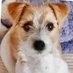 Number 10 Dog (@number10dog) Twitter profile photo Number 10 Dog (@number10dog) Twitter profile photo
