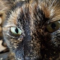 Kim Templeton (@kimtempleton3) 's Twitter Profile