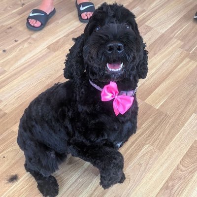 jenhen32's profile picture. Step away, nothing of interest here. I’m only here for the doggos and for author updates. And maybe pointless, I like that.