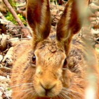 Sue Wolfe(@wildlifebreaks) 's Twitter Profile Photo