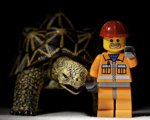 adamandclaude's profile picture. The adventures of a man and his tortoise friend in Tortoise Town.