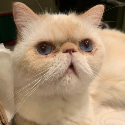 Your favorite political exotic shorthair kitty. I deal with the authorities, 2 stupid dogs, and 1 stupid cat on a daily basis. I am a #Resister Mister #FBR