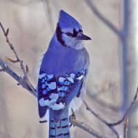 Janice C. Castellanos (@janice8302) 's Twitter Profile