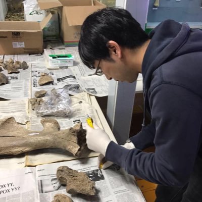 哺乳類化石の分類、進化、生物地理を研究しています。Researcher in Lake Biwa Museum, JAPAN. Paleontologist studying evolution of mammals