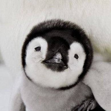 Peace, love and penguins forever.