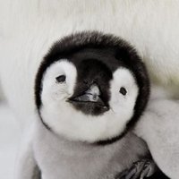Ark (@ark) 's Twitter Profile