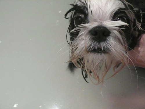 God said:'You will be what the human will NEVER be able to do; to LOVE without boundaries, to be FOREVER faithful and loyal.' So he created me; DOG