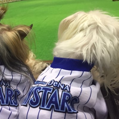 #浜っ子 #横浜 #マイホームタウン #ワンコ #マルチーズ #保護犬 #横浜スタジアム #ベイスターズ #ベイ女 #お酒 #美味しい物 💕