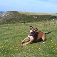 francesca hughes (@chessie51299371) 's Twitter Profile