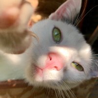 Ralph42 πΊπ¦ (@ralph42x) 's Twitter Profile