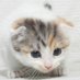 こねこ君 (@lucky0843) Twitter profile photo こねこ君 (@lucky0843) Twitter profile photo